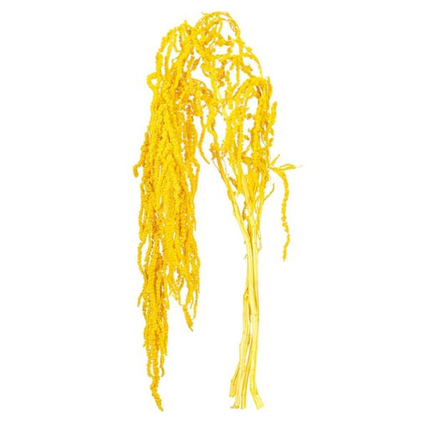 16-20" Yellow Amaranthus Natural Preserved Flower Bundle