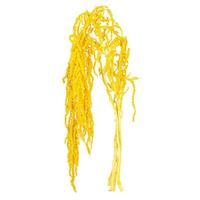 Vickerman 16-20" Yellow Amaranthus Natural Preserved Flower Bundle