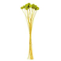 Vickerman 16-20" Yellow Craspedia Natural Preserved Flower Bundle