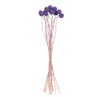 Vickerman 16-20" Lavender Craspedia Natural Preserved Flower Bundle
