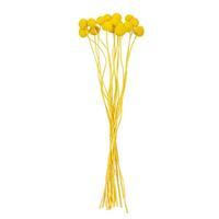 Vickerman 16-20" Yellow Craspedia Natural Preserved Flower Bundle