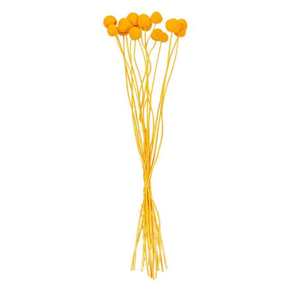 16-20" Orange Craspedia Natural Preserved Flower Bundle