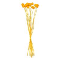 Vickerman 16-20" Orange Craspedia Natural Preserved Flower Bundle