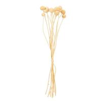 Vickerman 16-20" Bleached Craspedia Natural Preserved Flower Bundle