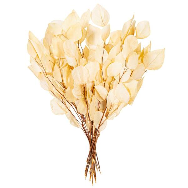 18-20" Bleached Populous Eucalyptus Dried Foliage