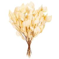 Vickerman 18-20" Bleached Populous Eucalyptus Dried Foliage