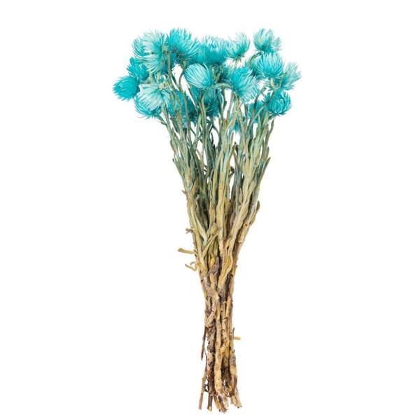 13-14" Light Blue Everlasting Flower Natural Botanicals Preserved Flower Bundle