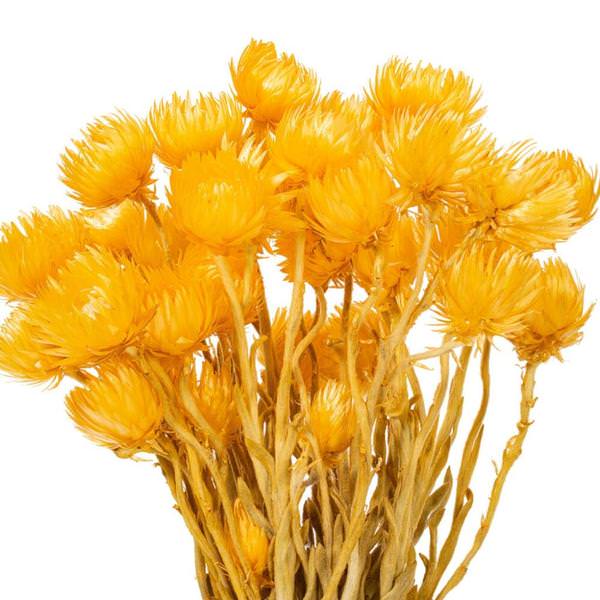 13-14" Yellow Everlasting Flower Natural Botanicals Preserved Flower Bundle