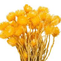 Vickerman 13-14" Yellow Everlasting Flower Natural Botanicals Preserved Flower Bundle