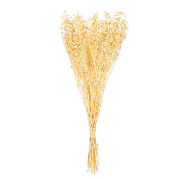 16-20" Bleached Linum Natural Botanicals Preserved Flower Bundle
