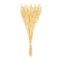 Vickerman 16-20" Bleached Linum Natural Botanicals Preserved Flower Bundle