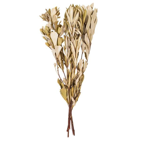 20-24" Mealy Banksia Natural Preserved Foliage 