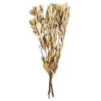 Vickerman 20-24" Mealy Banksia Natural Preserved Foliage 