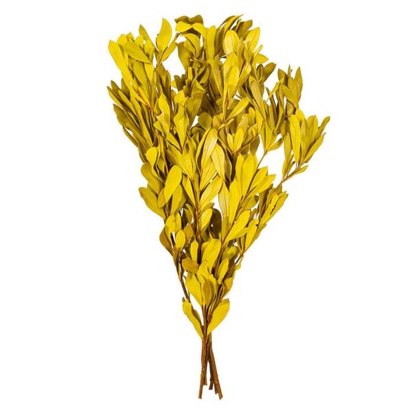 20-24" Basil Mealy Banksia Natural Preserved Foliage 