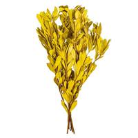 Vickerman 20-24" Basil Mealy Banksia Natural Preserved Foliage 
