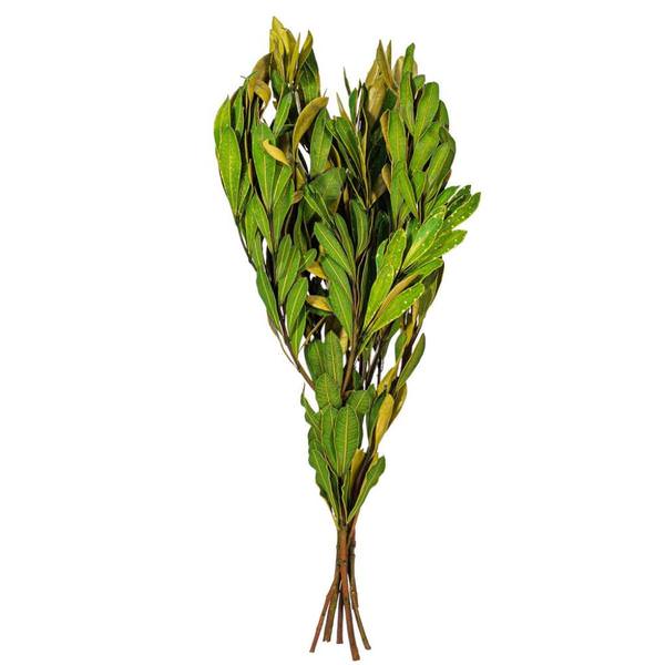 20-24" Dark Green Mealy Banksia Natural Preserved Foliage 