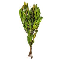 Vickerman 20-24" Dark Green Mealy Banksia Natural Preserved Foliage 
