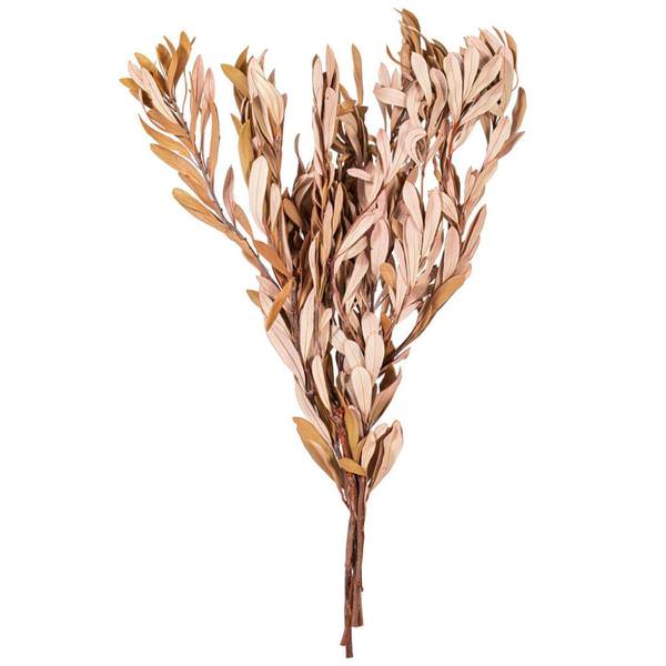 20-24" Dusty Rose Mealy Banksia Natural Preserved Foliage