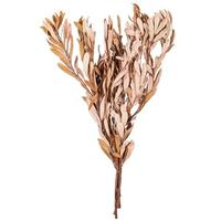 Vickerman 20-24" Dusty Rose Mealy Banksia Natural Preserved Foliage