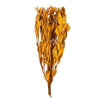 Vickerman 20-24" Aspen Gold Mealy Banksia Natural Preserved Foliage 