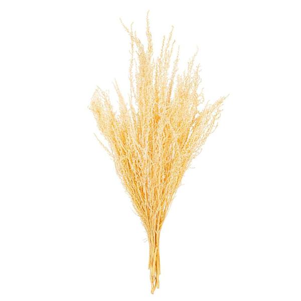 18" Bleached Stoebe Natural Preserved Foliage 