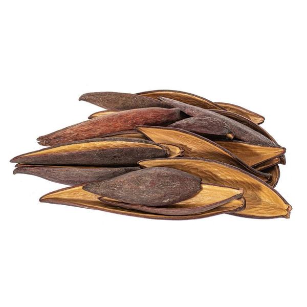 1"-2" Canoinha Pod (24 Pack)