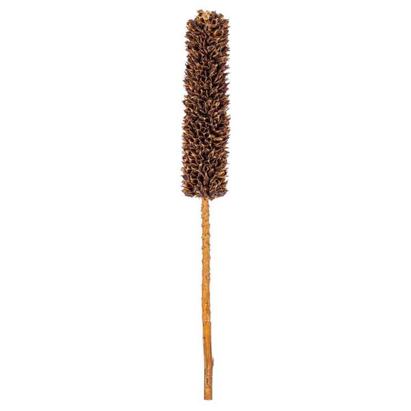 18" Natural Brown Cirius Stem Preserved Foliage Bundle (6 Pack)