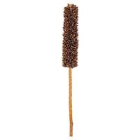 Vickerman 18" Natural Brown Cirius Stem Preserved Foliage Bundle (6 Pack)