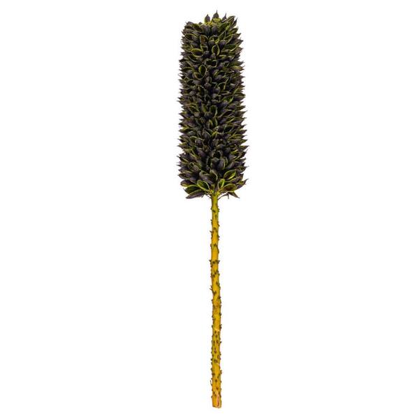 18" Basil Cirius Stem Preserved Foliage Bundle (6 Pack)