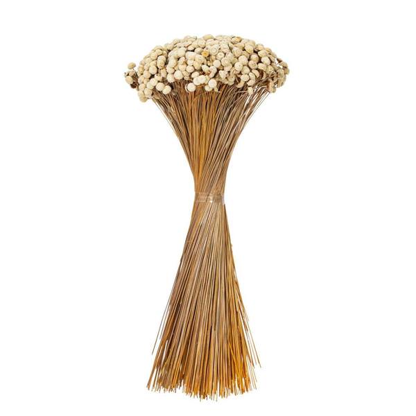 20" Floral Button Natural Preserved Flower Bundle