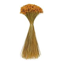 View 20" Hil Flower Natural Preserved Flower Bundle