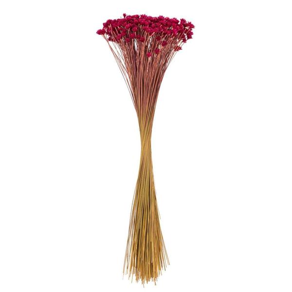 20" Raspberry Hil Flower Natural Preserved Flower Bundle