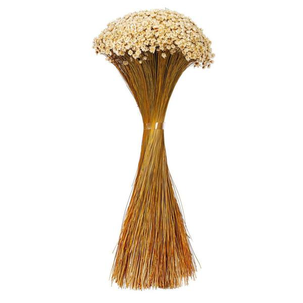 20" Starflower Natural Preserved Flower Bundle