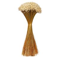 Vickerman 20" Starflower Natural Preserved Flower Bundle