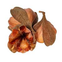 Vickerman 2.5-3.5" Tefe Rose Pod (24 Pack)