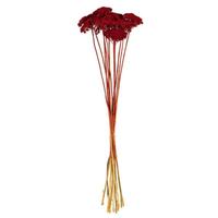 Vickerman 24" Red Yarrow Achillea Parker Natural Preserved Flower Bundle