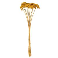 View 26" Gold Yarrow Achillea Parkers Natural Preserved Flower Bundle