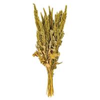 Vickerman 22" Green Standing Amaranthus Natural Preserved Flower Bundle