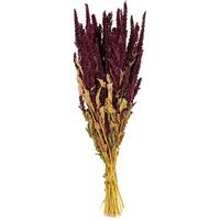 Vickerman 22" Yellow Upright Amaranthus Natural Botanicals Preserved Flower Bundle