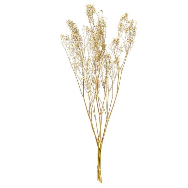 24" White Gypsophila Baby's Breath Natural Preserved Flower Bundle