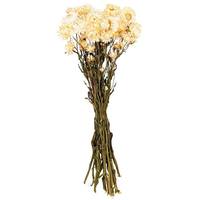 Vickerman 20" Straw Flower Helichrysum Natural Preserved Flower Bundle