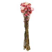 Vickerman 20" Pink Straw Flower Helichrysum Natural Preserved Flower Bundle