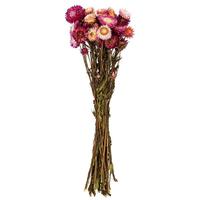 Vickerman 20" Dark Pink Straw Flower Helichrysum Natural Preserved Flower Bundle