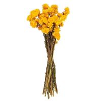Vickerman 20" Yellow Straw Flower Helichrysum Natural Preserved Flower Bundle