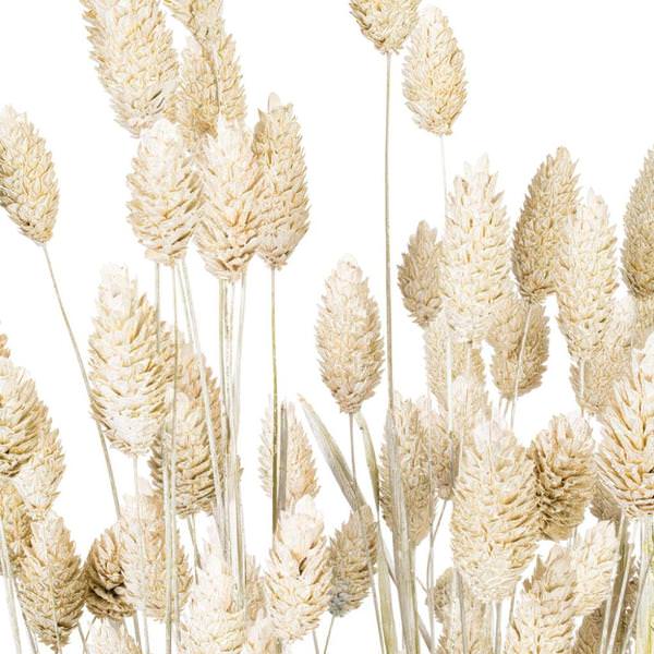 26" White Setarea Dried Foliage