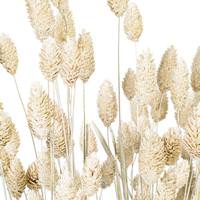 Vickerman 26" White Setarea Dried Foliage