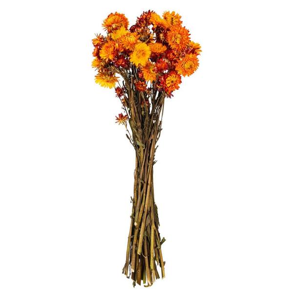 20" Autumn Straw Flower Helichrysum Natural Preserved Flower Bundle