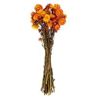 Vickerman 20" Autumn Straw Flower Helichrysum Natural Preserved Flower Bundle