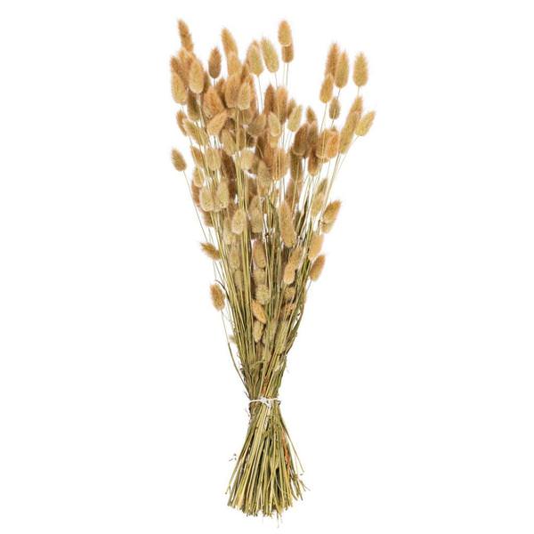 24" Bunny Tail Lagurus Dried Foliage