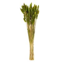 Vickerman 24" Basil Bunny Tail Lagurus Dried Foliage